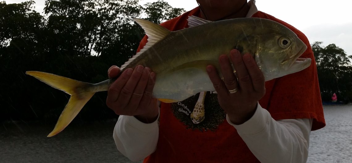 Jack crevalle fort myers