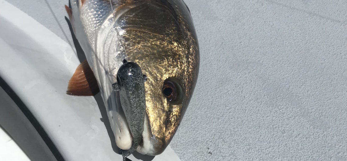 Fort Myers Fishing Report 8-17-18