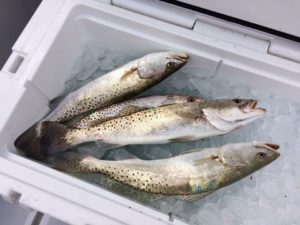 Full Day Nearshore Fishing Charter